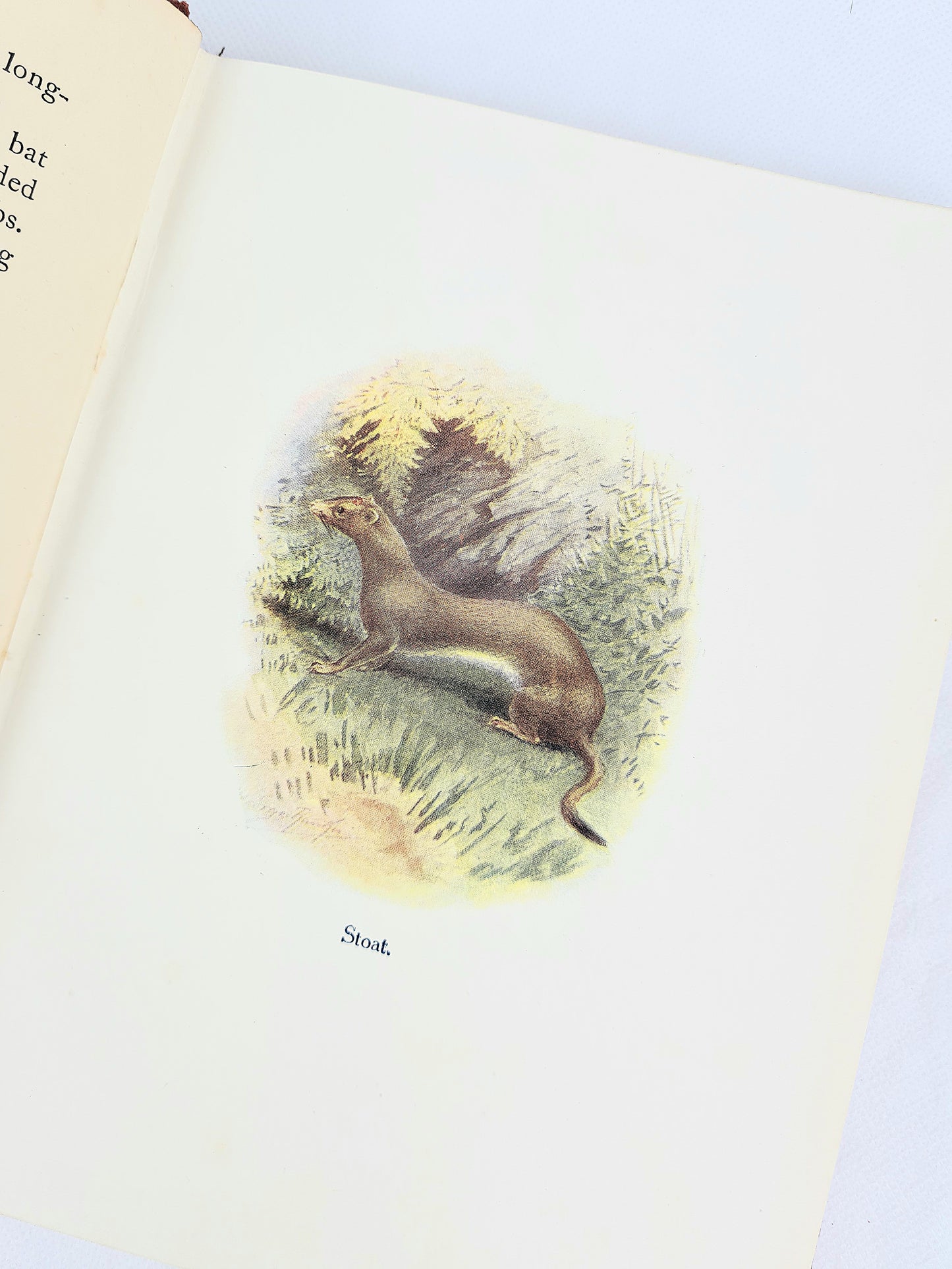 Our British Animals. Illustrated vintage nature book