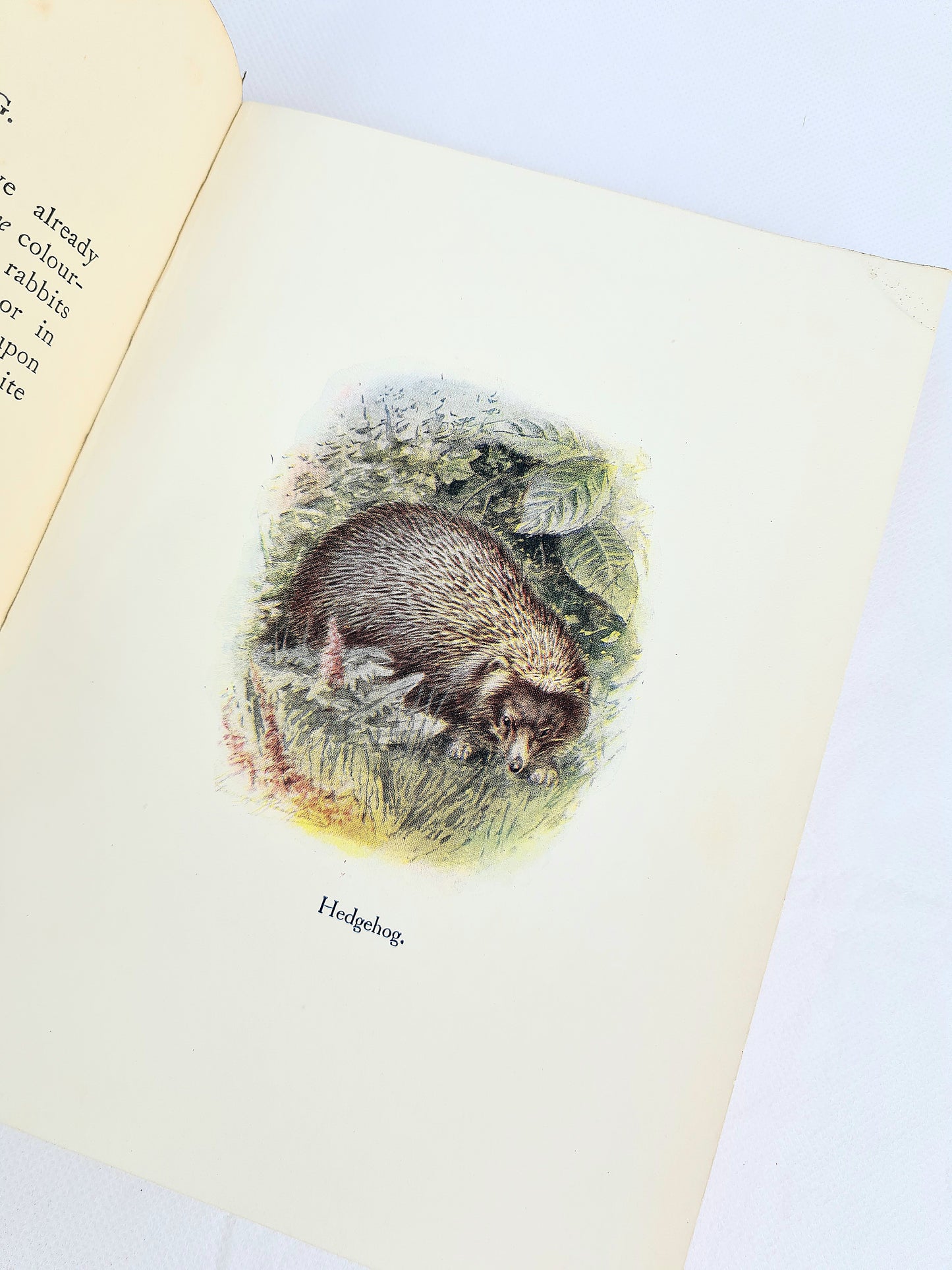 Our British Animals. Illustrated vintage nature book