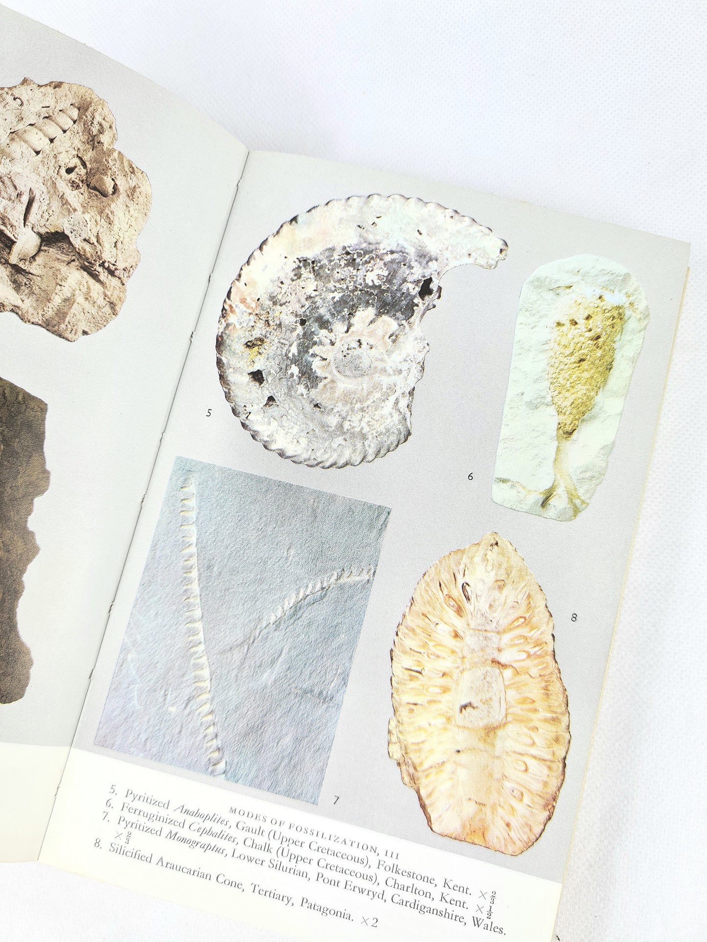 Fossils in Colour by J.F Kirkaldy. Vintage illustrated guide to fossils