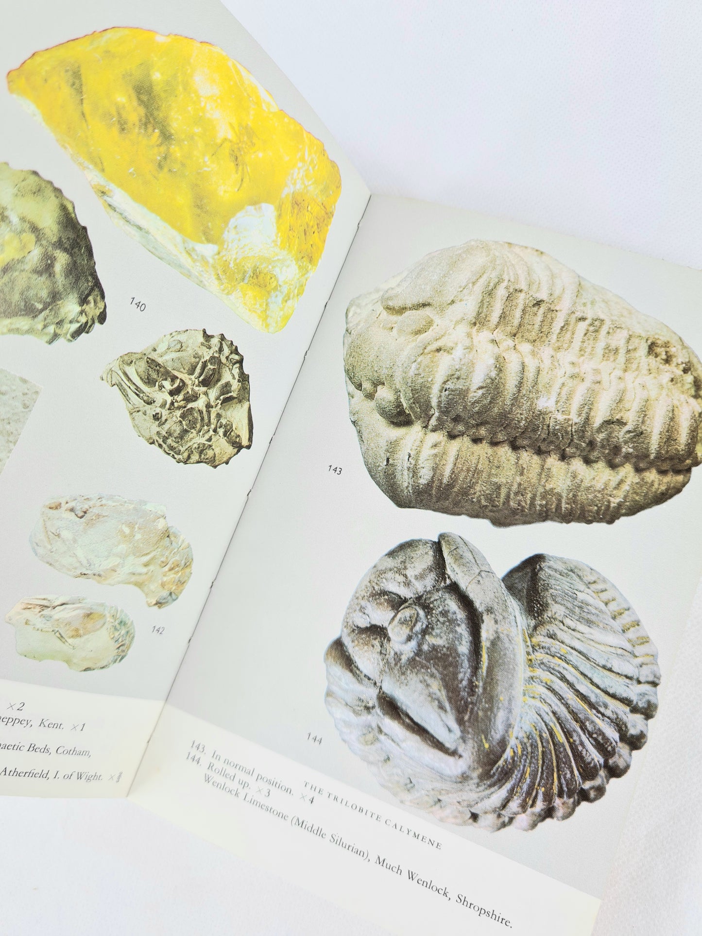 Fossils in Colour by J.F Kirkaldy. Vintage illustrated guide to fossils