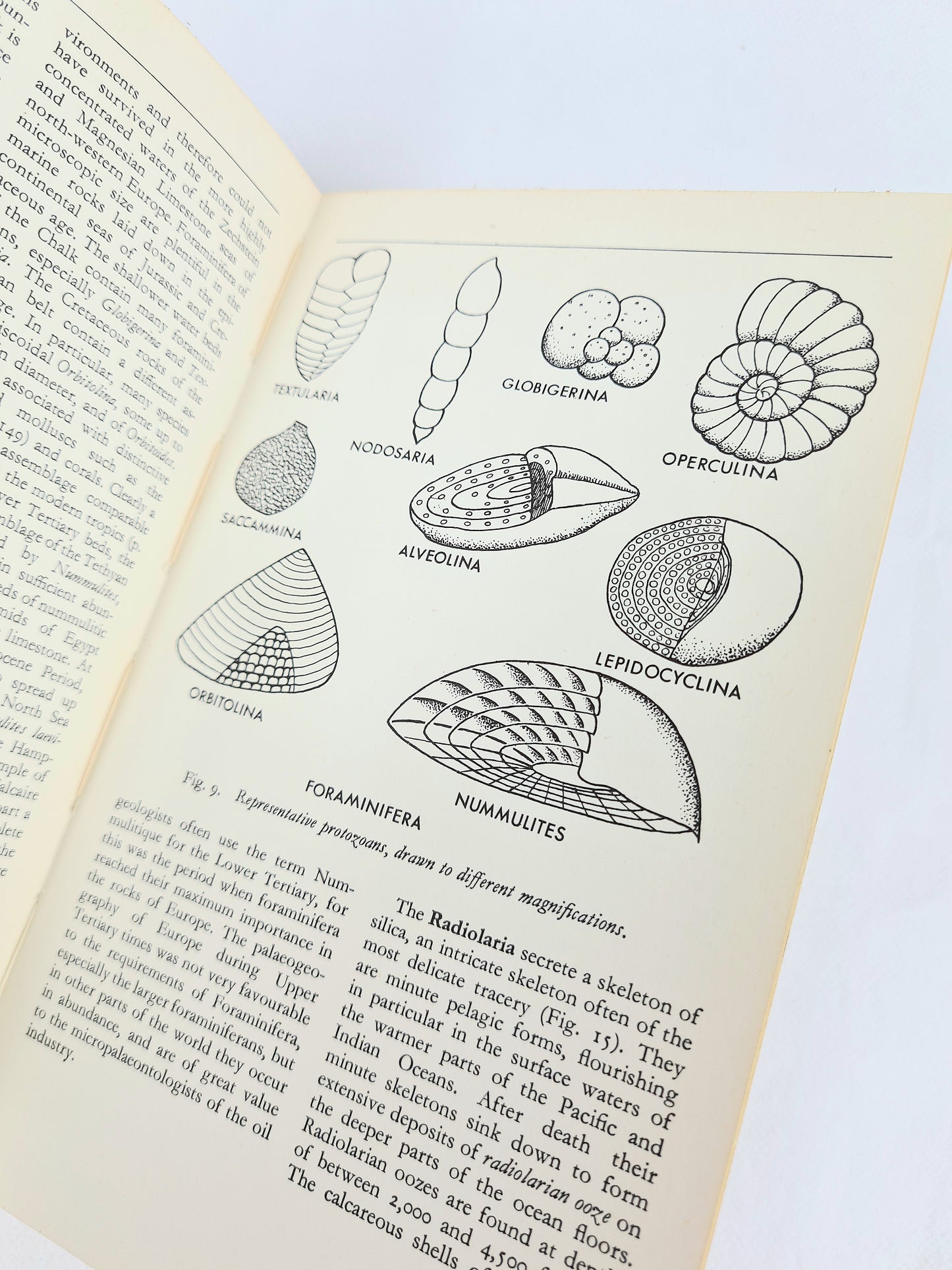 Fossils in Colour by J.F Kirkaldy. Vintage illustrated guide to fossils