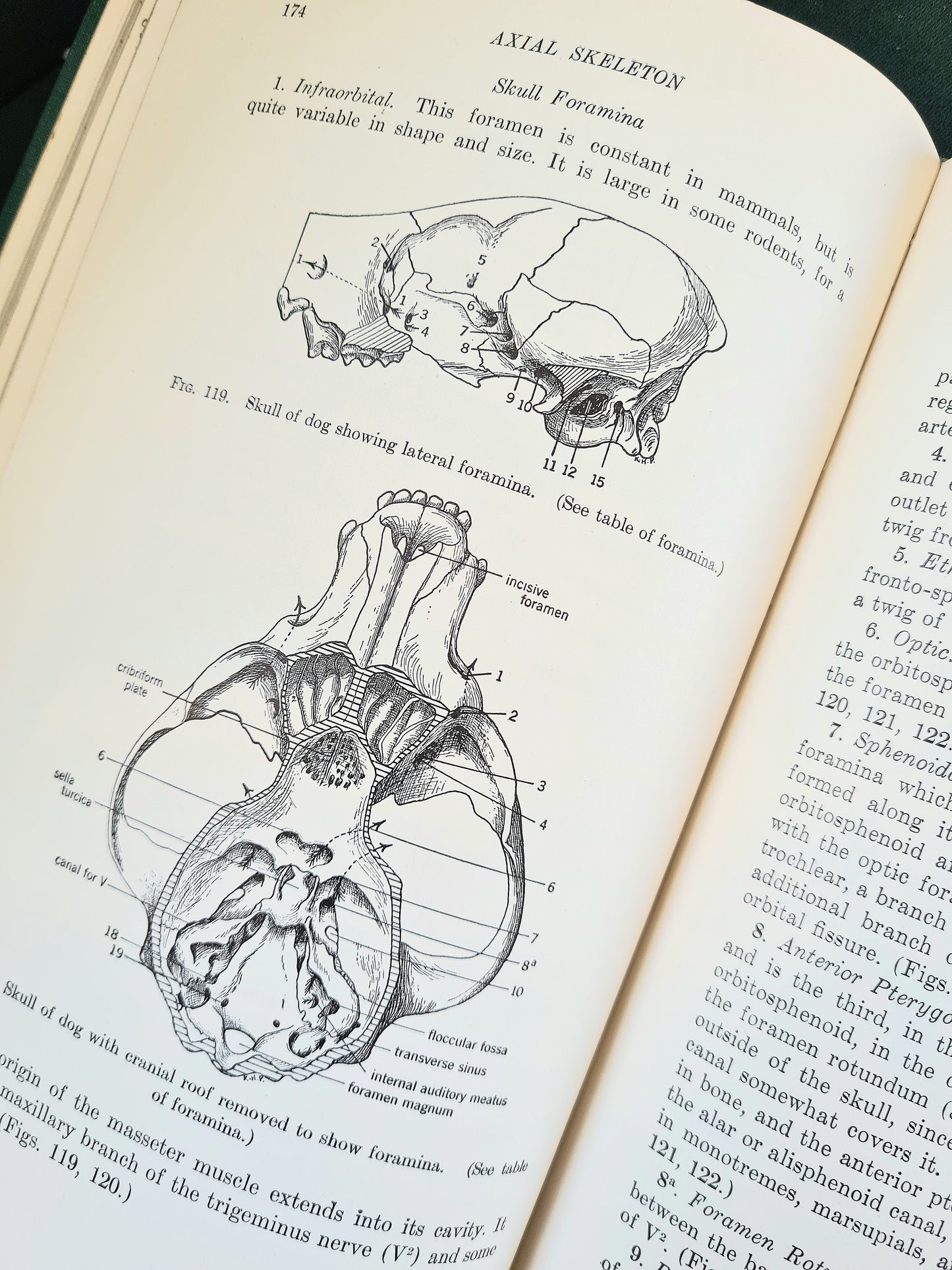 Comparative Anatomy, An Introduction To The Vertebrates. Vintage science book