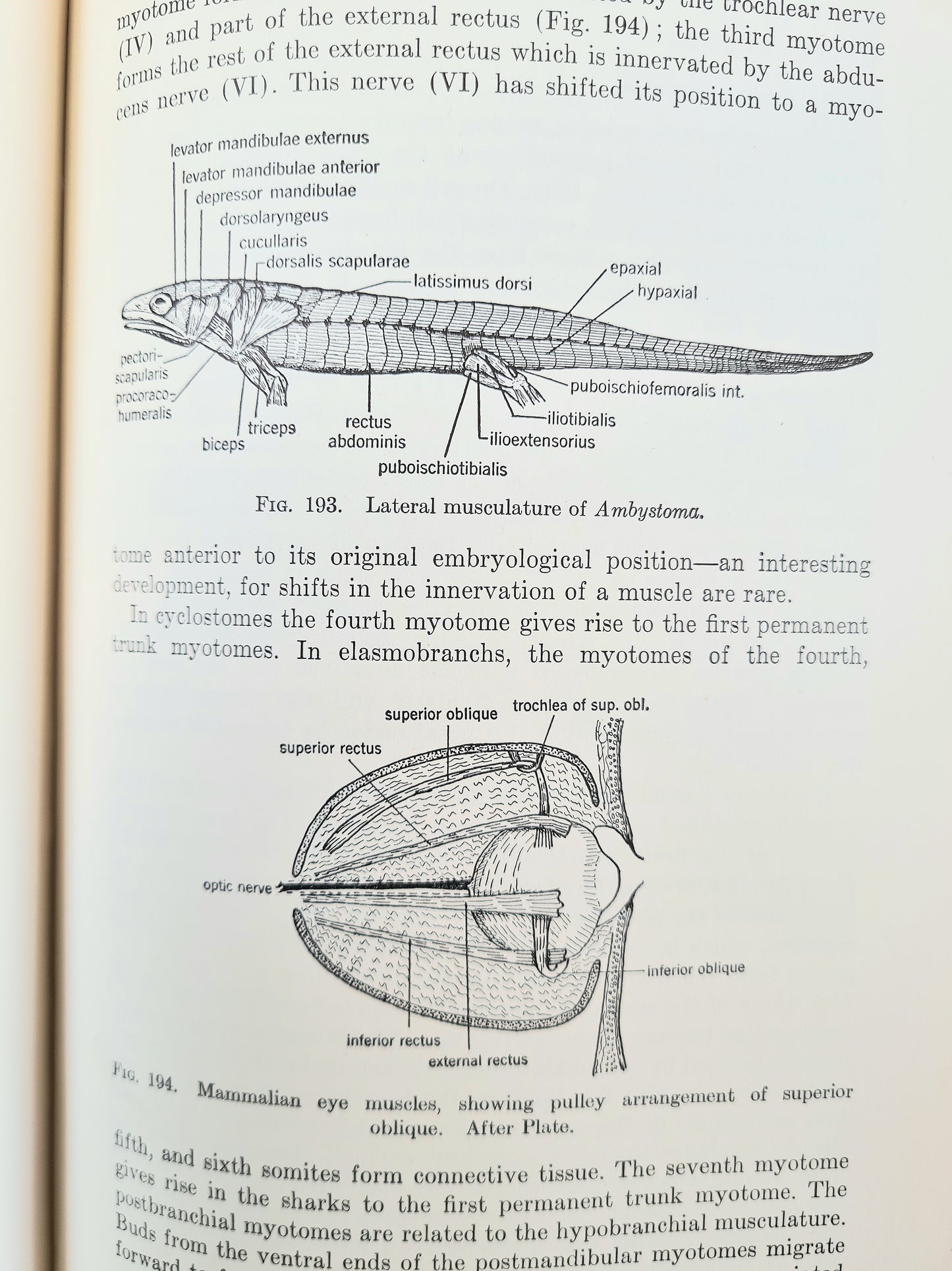 Comparative Anatomy, An Introduction To The Vertebrates. Vintage science book