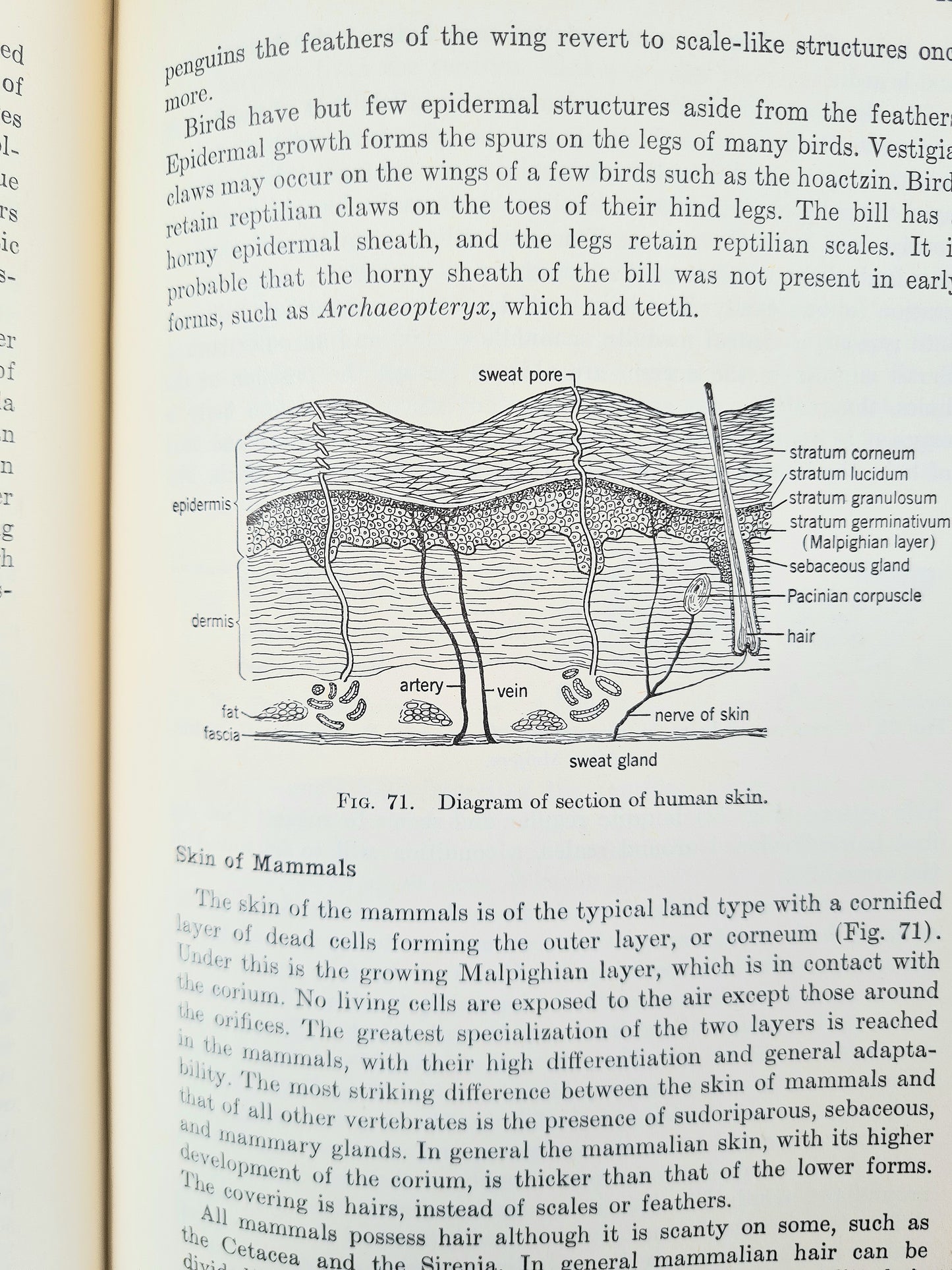 Comparative Anatomy, An Introduction To The Vertebrates. Vintage science book