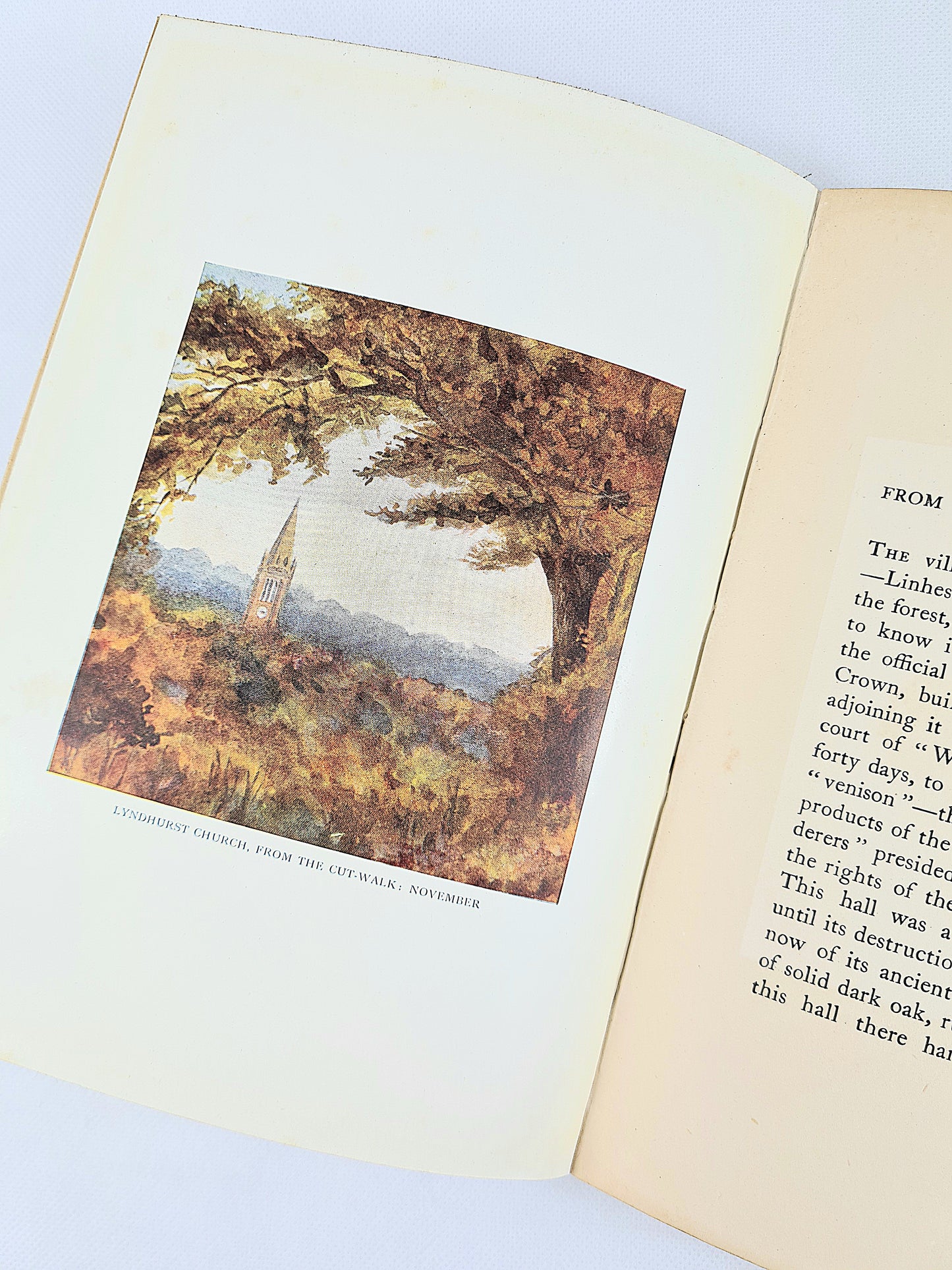 The New Forest by Mr's Willingham Rawnsley. Illustrated Antique travel guide