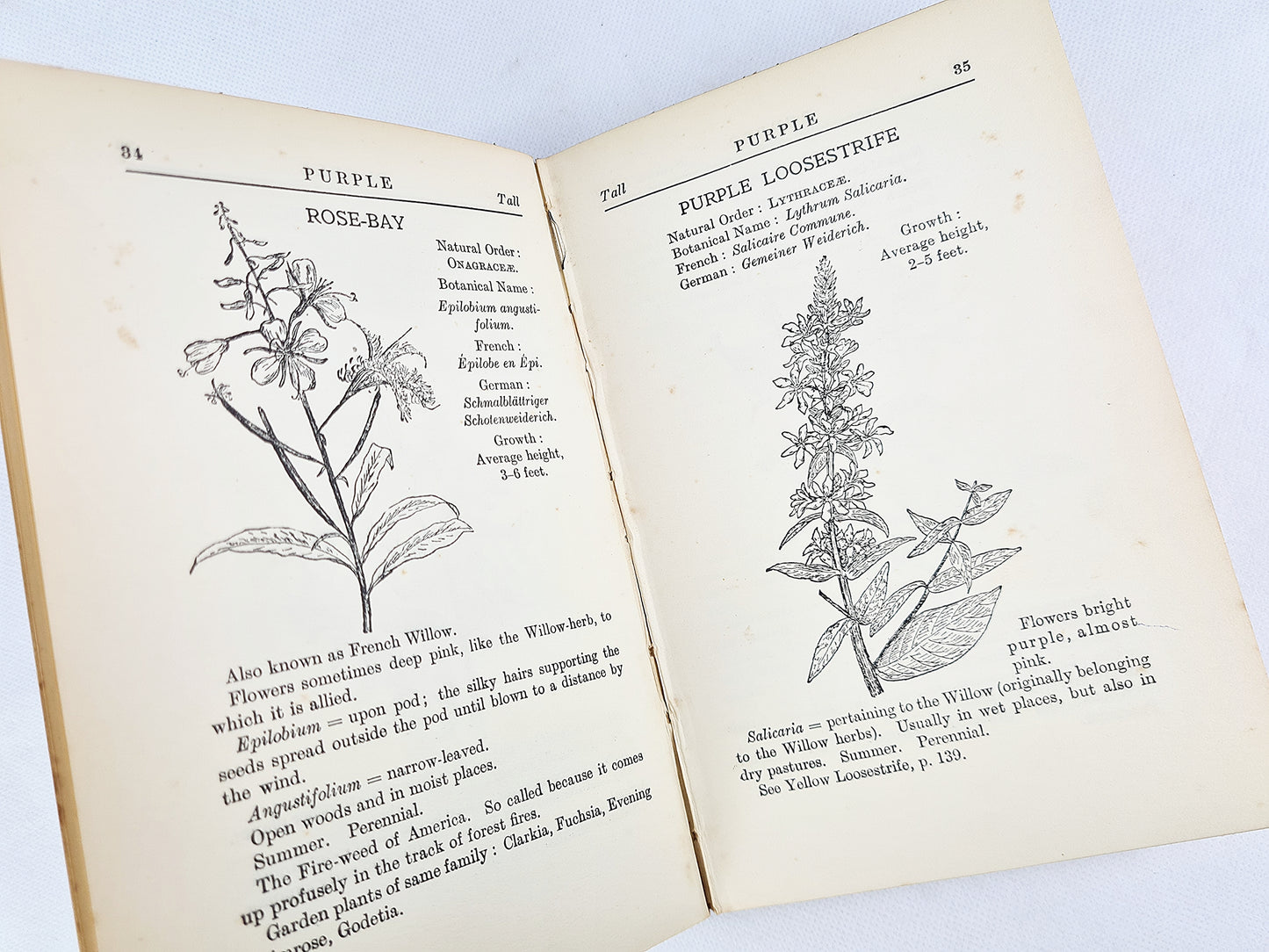 Common British Wild Flowers Easily Named by T. Ernest Waltham.