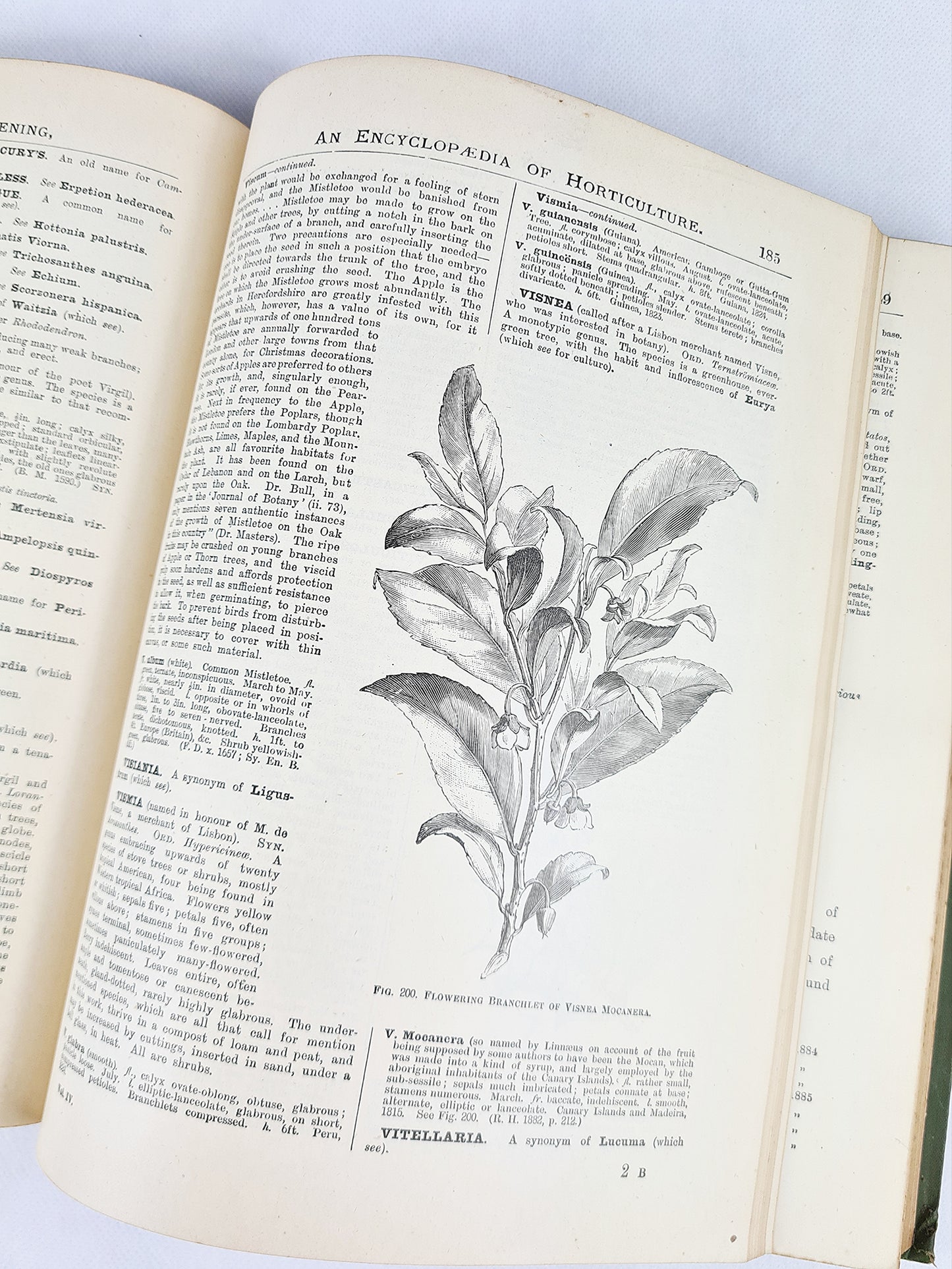 The Illustrated Dictionary of Gardening. Antique encyclopedia of Horticulture