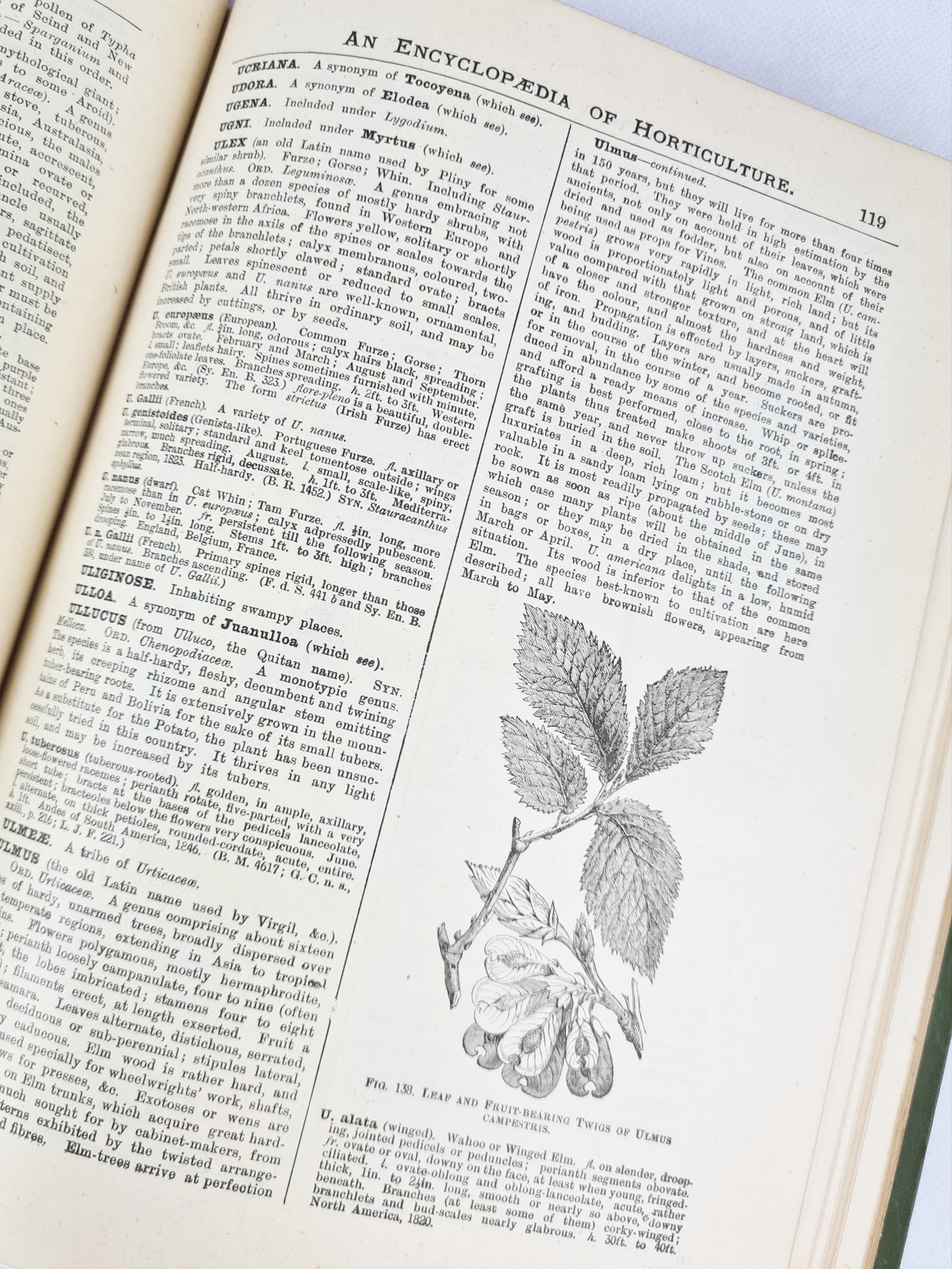 The Illustrated Dictionary of Gardening. Antique encyclopedia of Horticulture