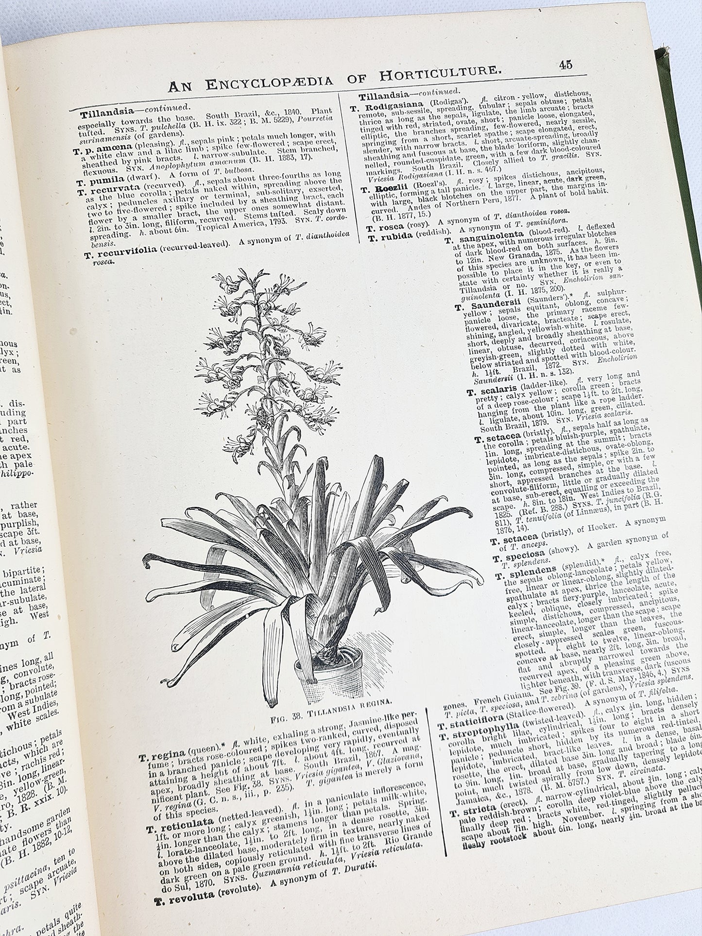 The Illustrated Dictionary of Gardening. Antique encyclopedia of Horticulture